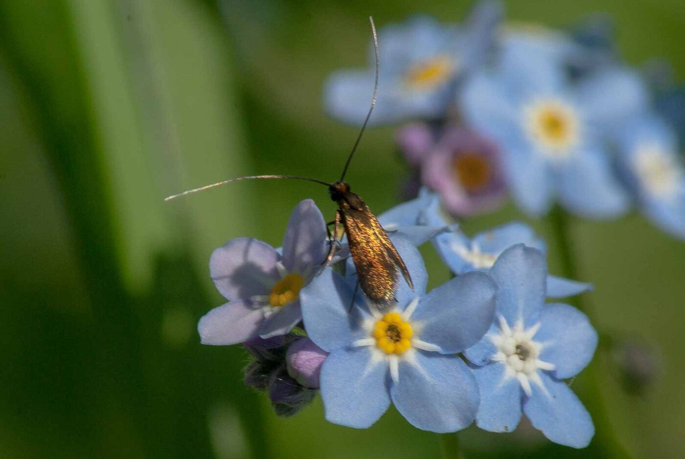 2017-05-06 - NSG Brinksknapp Recklinghausen