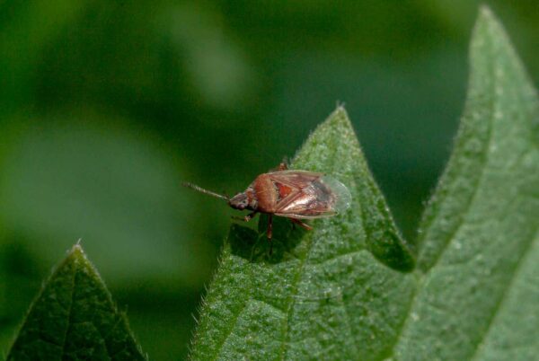 2017-05-06 - NSG Brinksknapp Recklinghausen