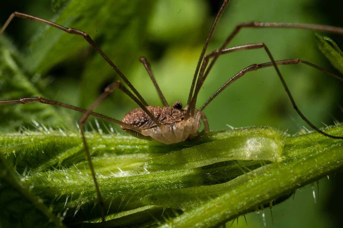 2017-05-06 - NSG Brinksknapp Recklinghausen