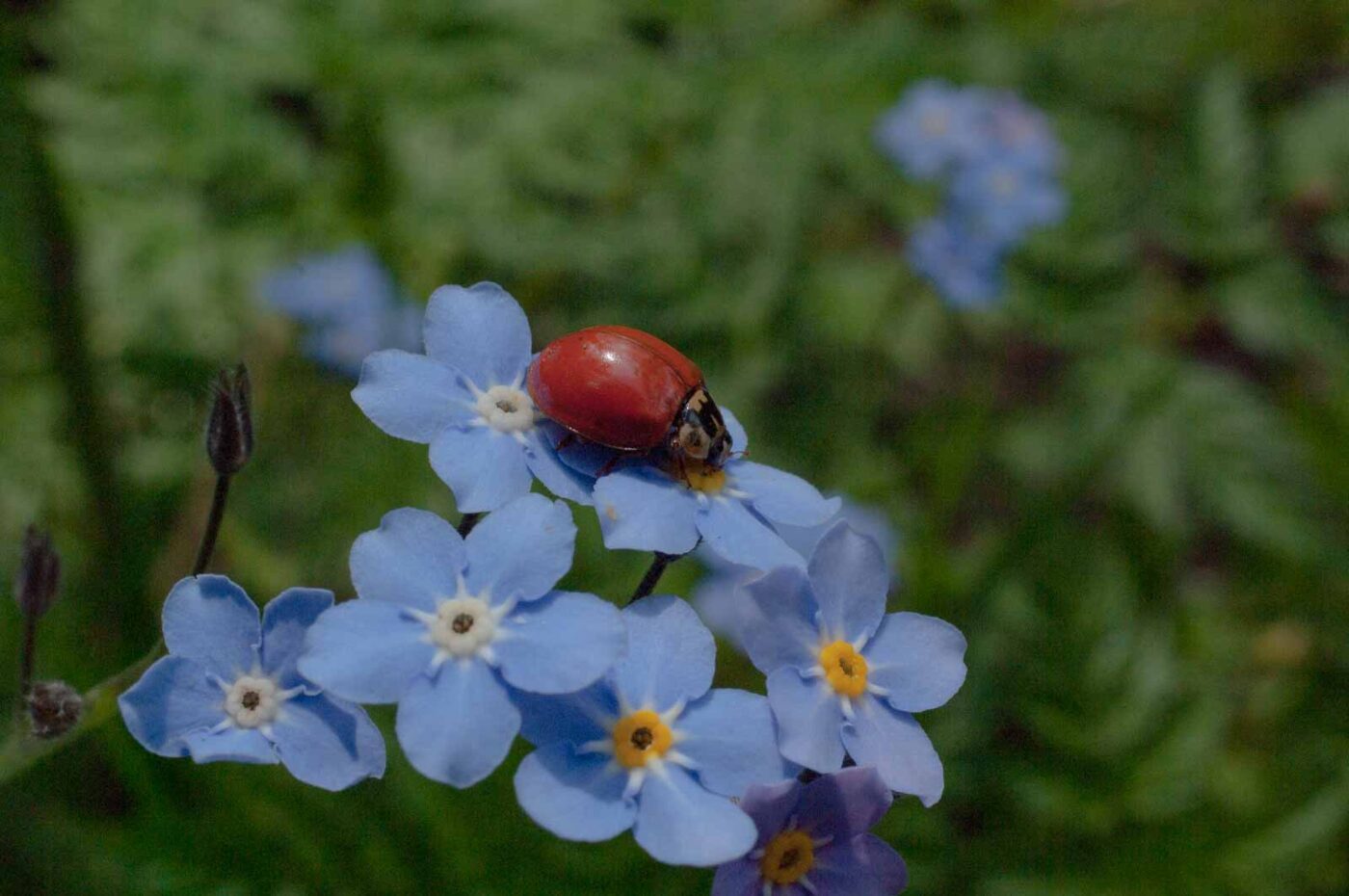 2017-05-06 - NSG Brinksknapp Recklinghausen