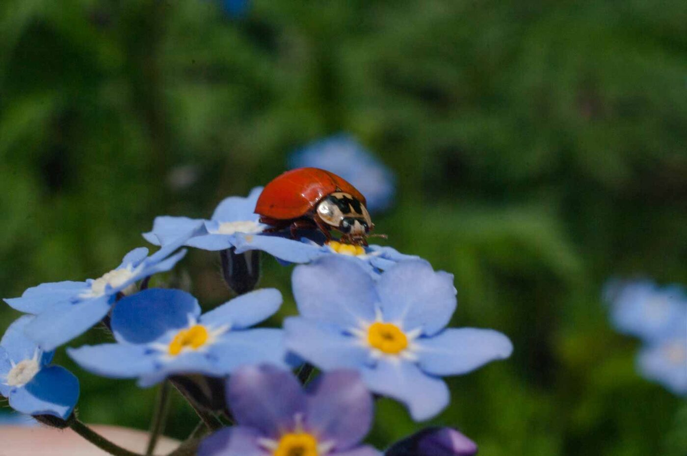 2017-05-06 - NSG Brinksknapp Recklinghausen