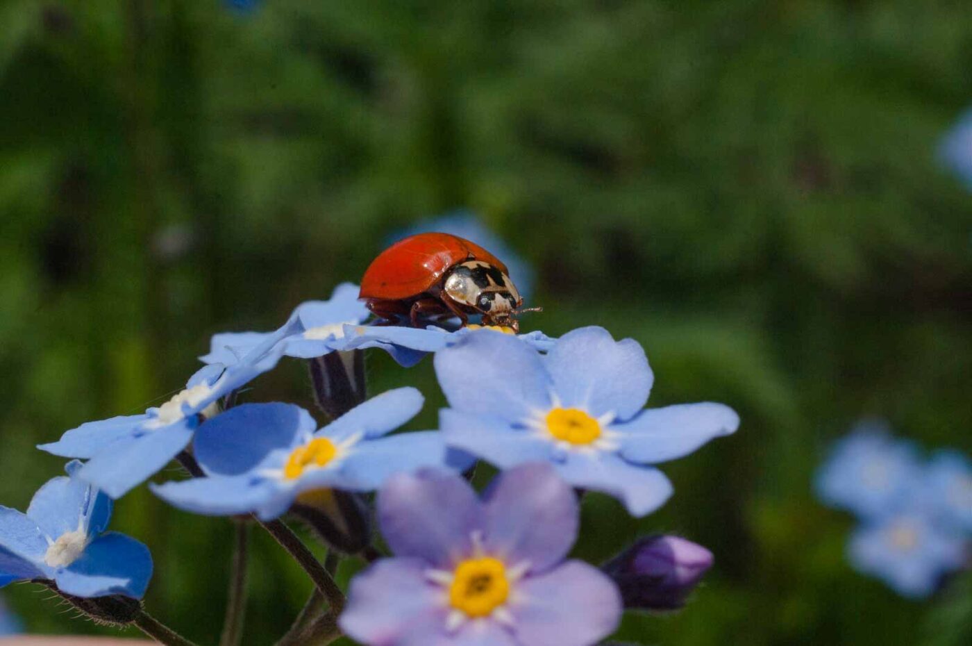 2017-05-06 - NSG Brinksknapp Recklinghausen