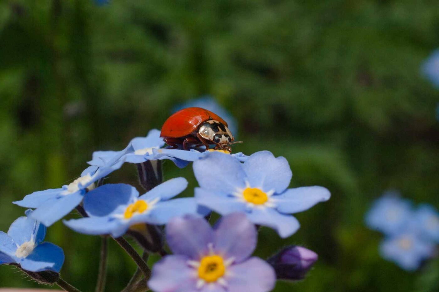 2017-05-06 - NSG Brinksknapp Recklinghausen