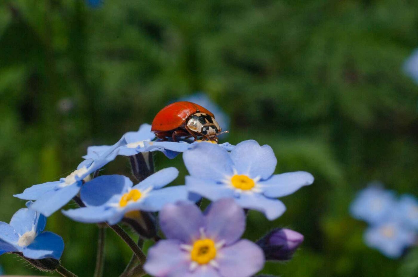 2017-05-06 - NSG Brinksknapp Recklinghausen