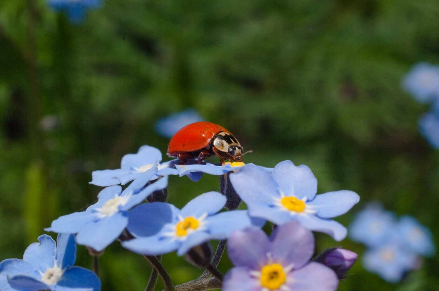 2017-05-06 - NSG Brinksknapp Recklinghausen