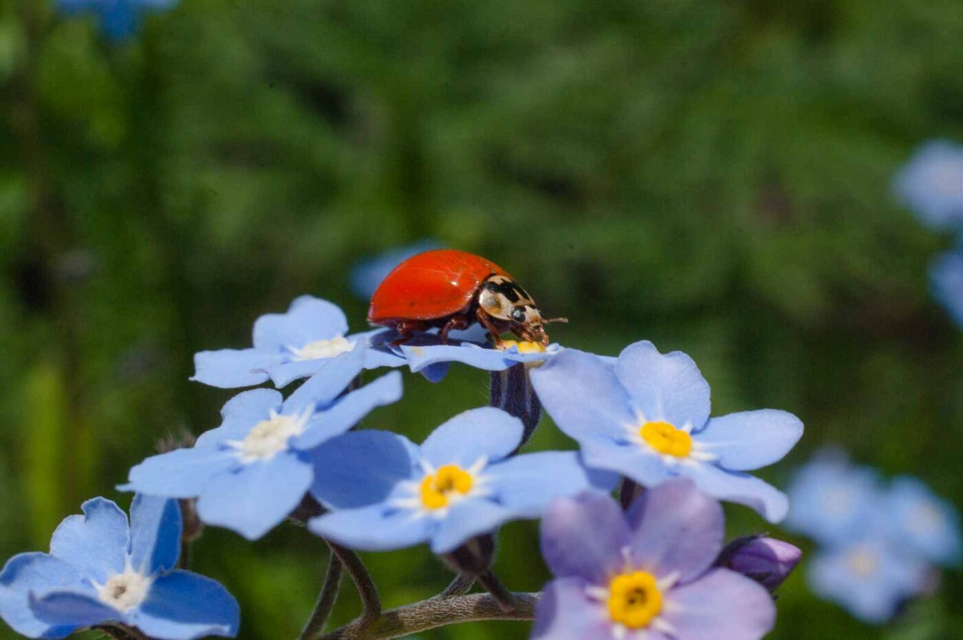 2017-05-06 - NSG Brinksknapp Recklinghausen