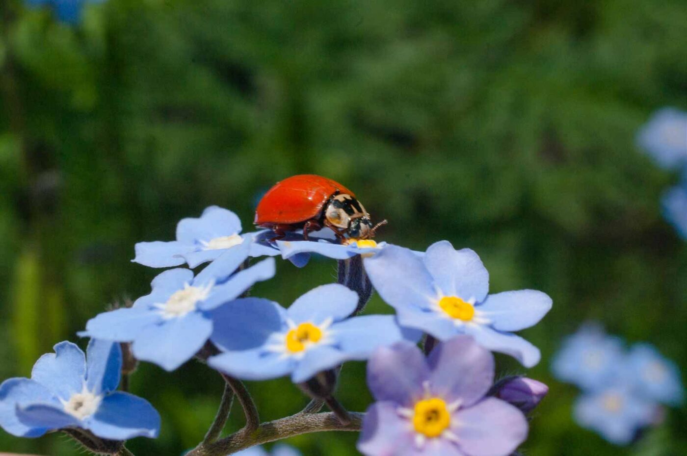 2017-05-06 - NSG Brinksknapp Recklinghausen