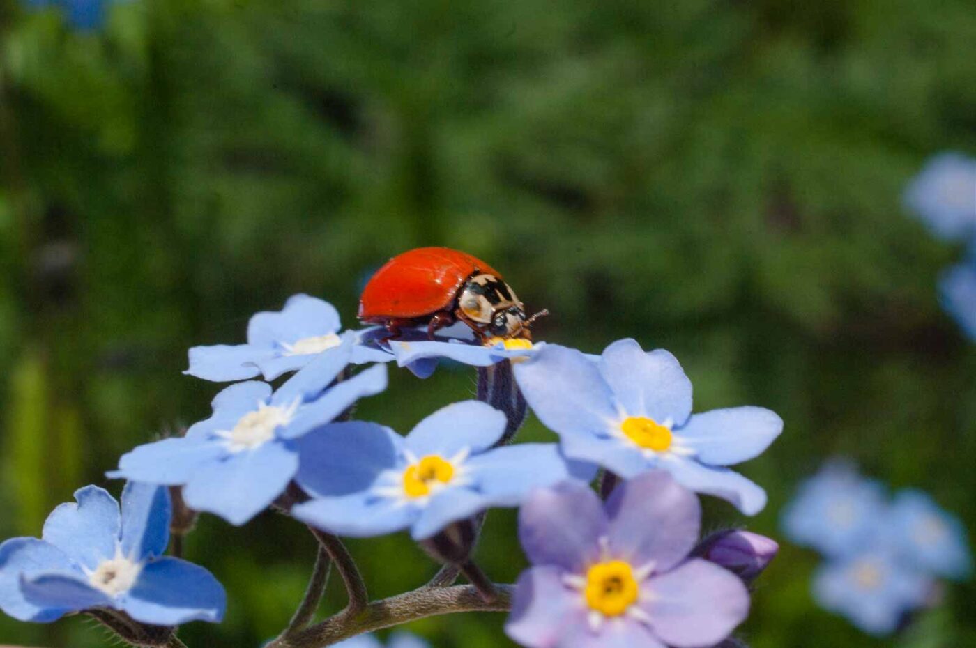 2017-05-06 - NSG Brinksknapp Recklinghausen