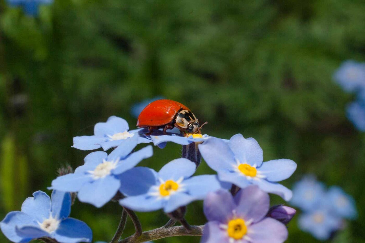 2017-05-06 - NSG Brinksknapp Recklinghausen