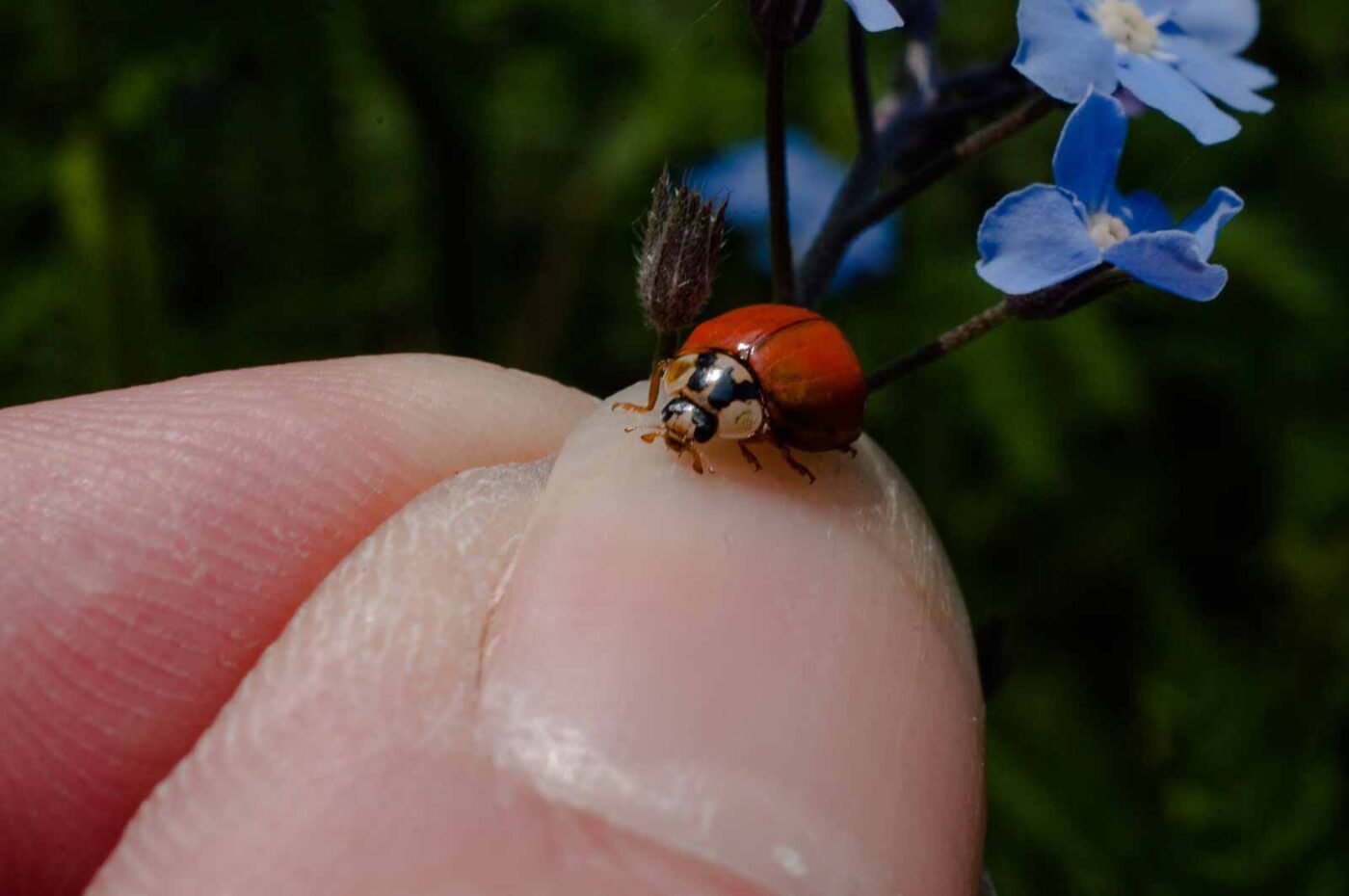 2017-05-06 - NSG Brinksknapp Recklinghausen