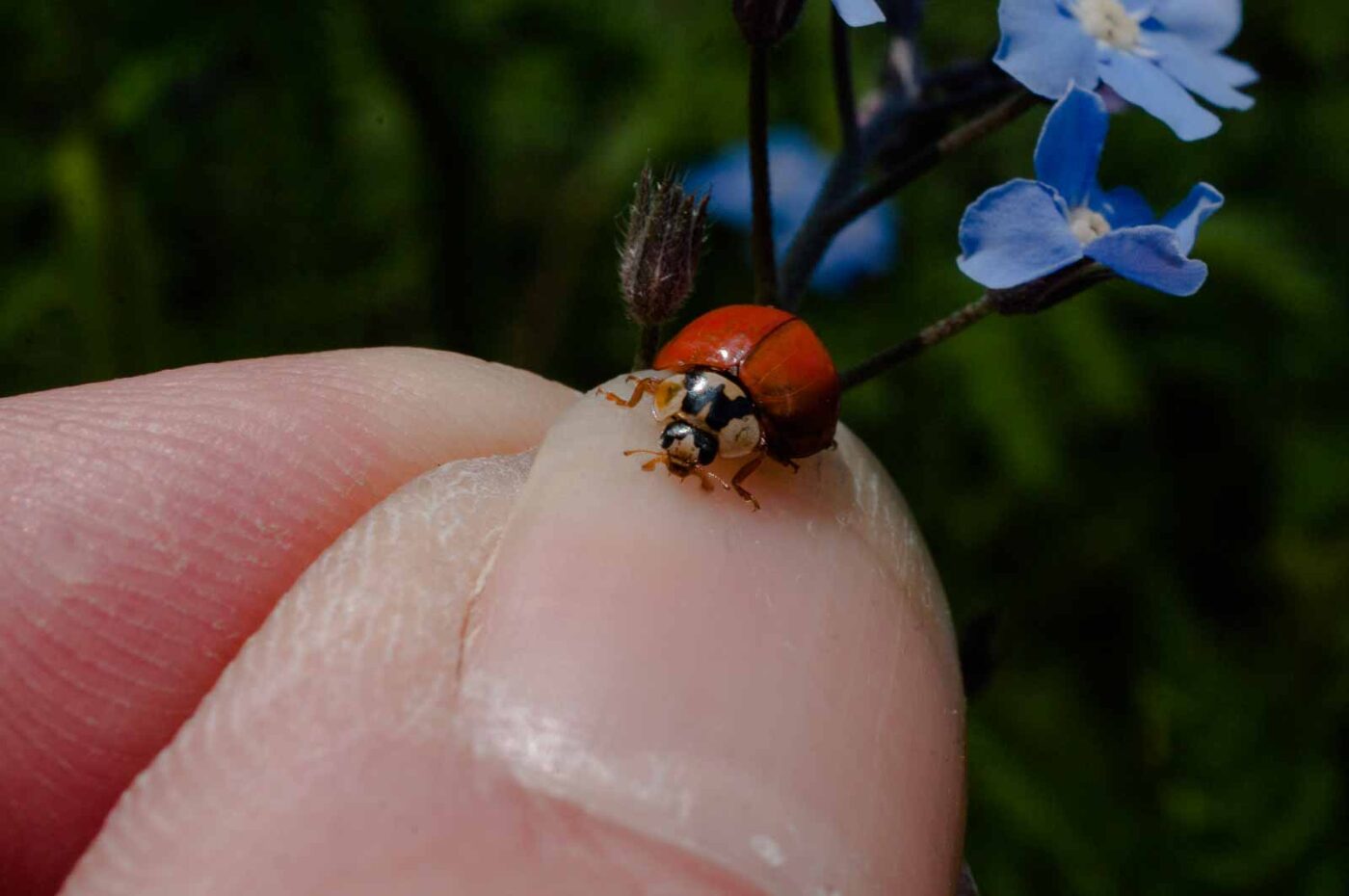 2017-05-06 - NSG Brinksknapp Recklinghausen