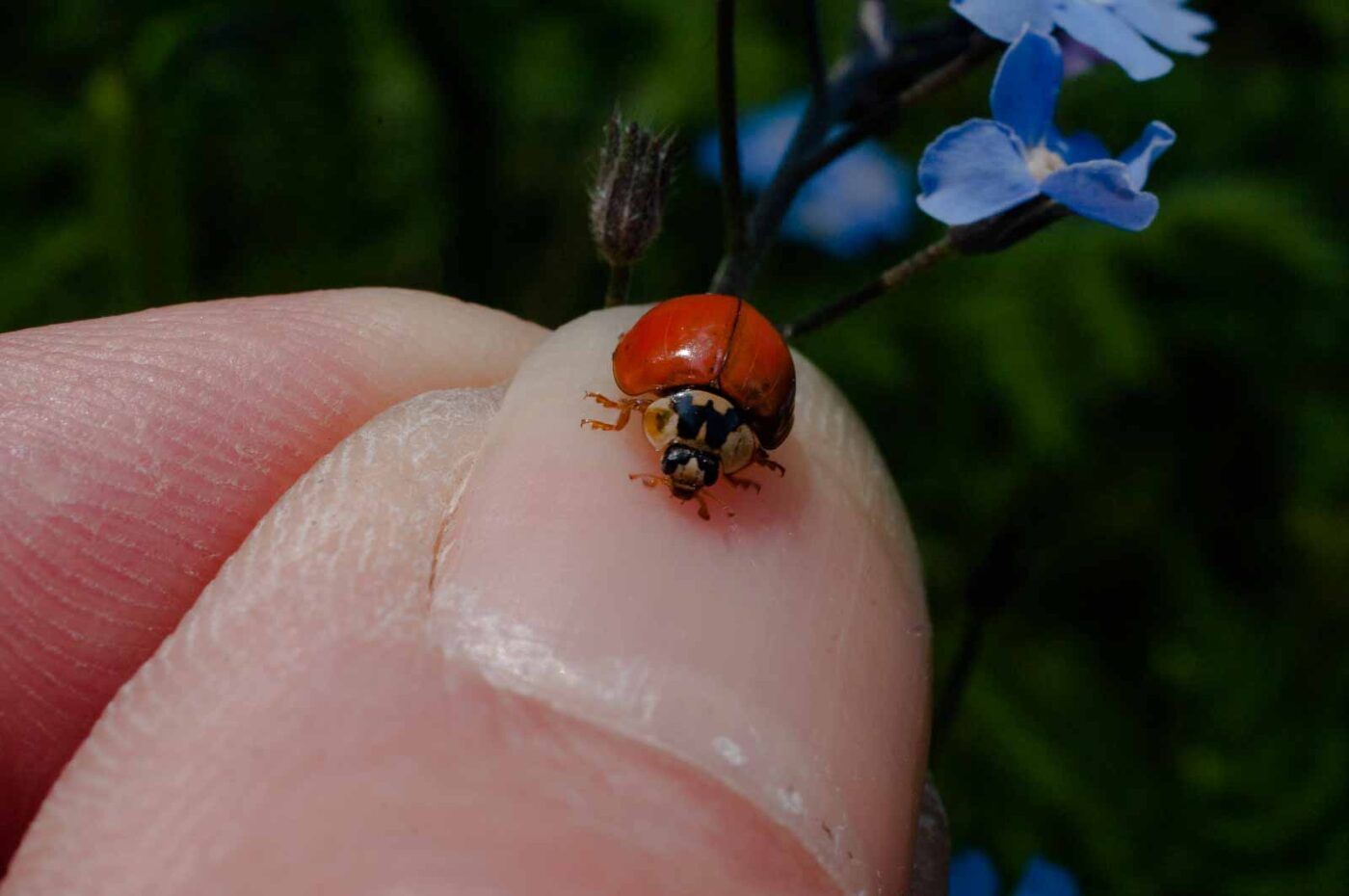 2017-05-06 - NSG Brinksknapp Recklinghausen