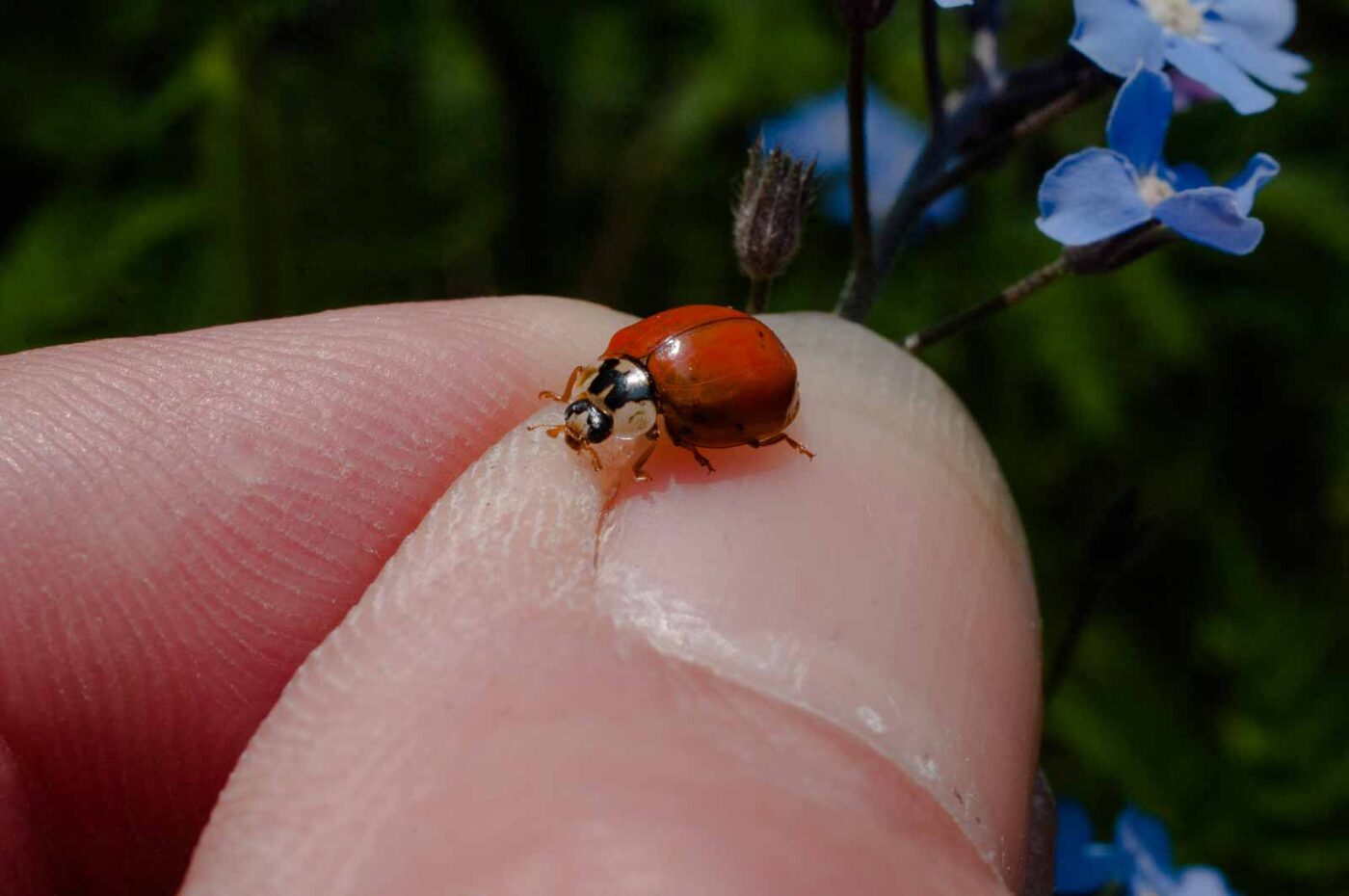 2017-05-06 - NSG Brinksknapp Recklinghausen