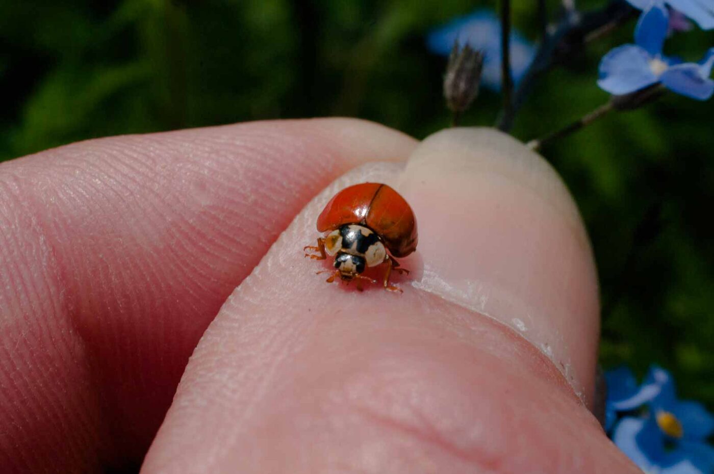 2017-05-06 - NSG Brinksknapp Recklinghausen