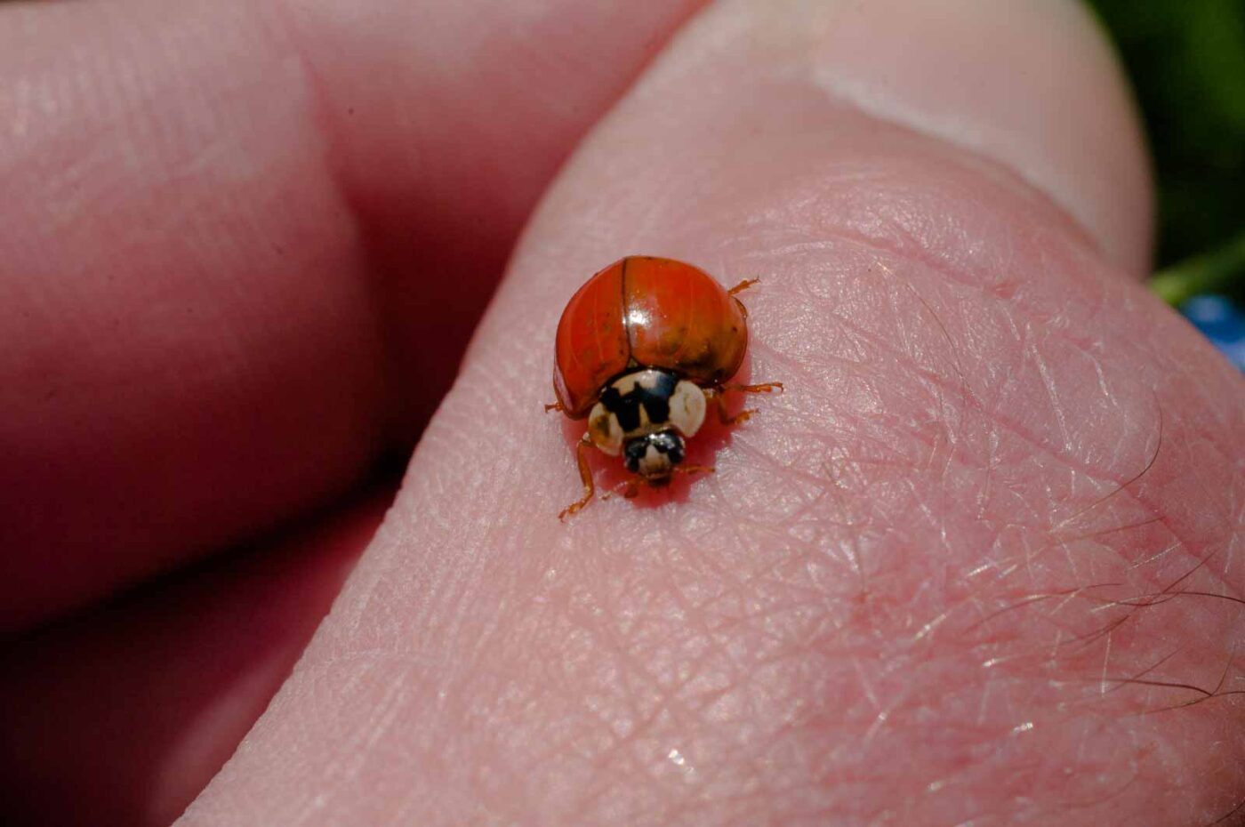 2017-05-06 - NSG Brinksknapp Recklinghausen