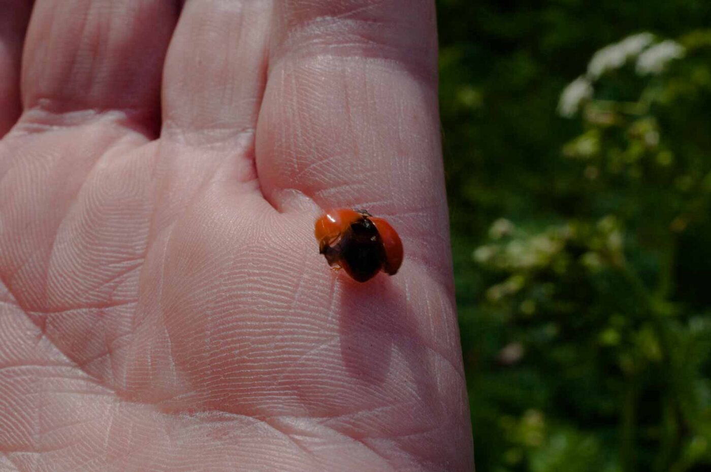 2017-05-06 - NSG Brinksknapp Recklinghausen