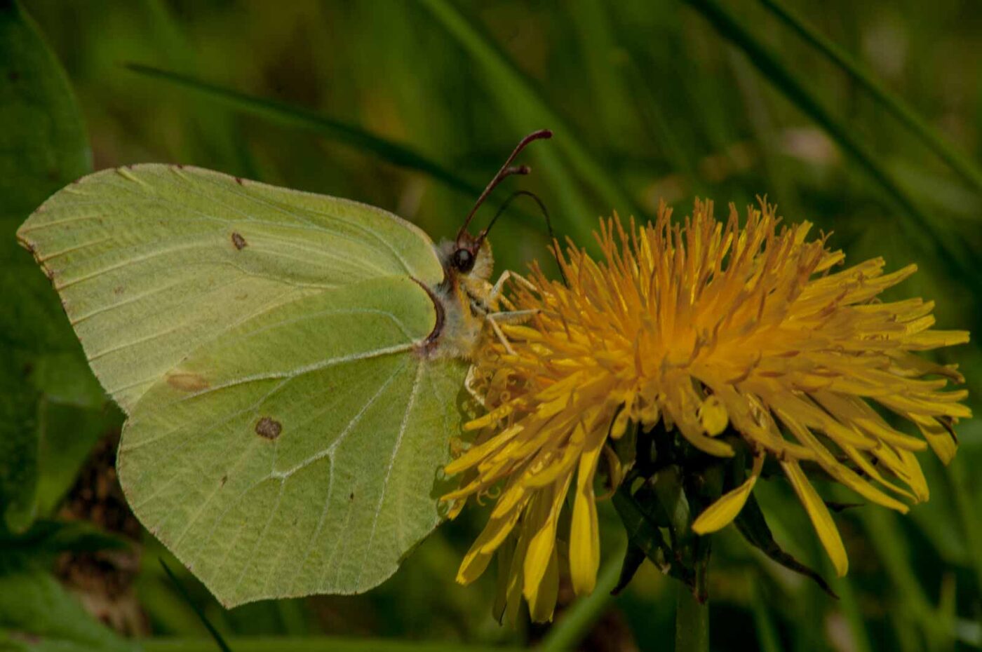 2017-05-06 - NSG Brinksknapp Recklinghausen