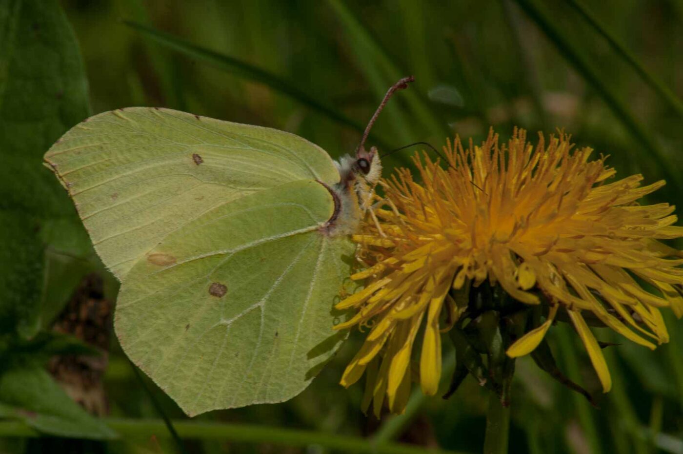 2017-05-06 - NSG Brinksknapp Recklinghausen