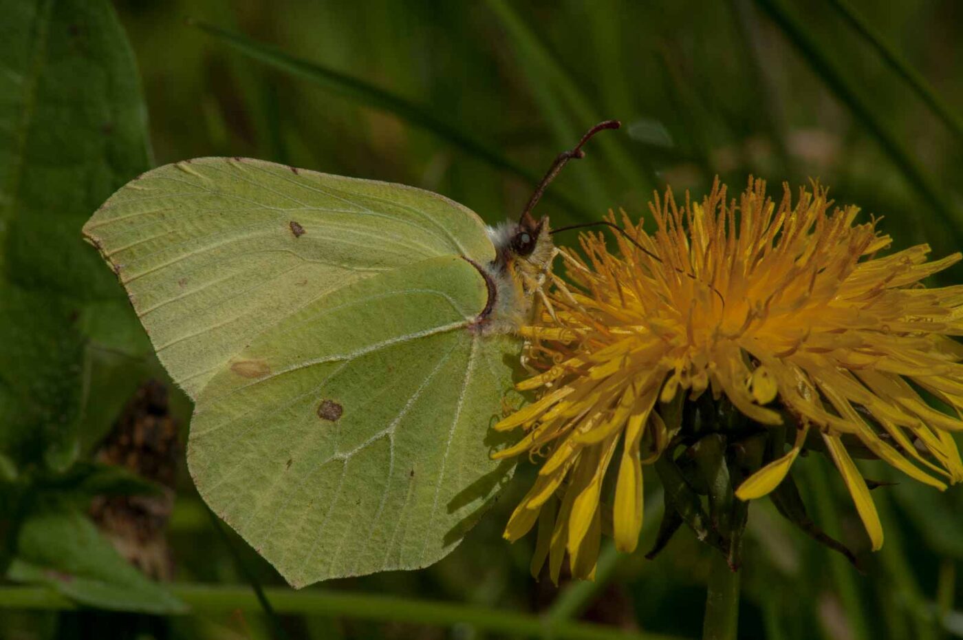 2017-05-06 - NSG Brinksknapp Recklinghausen
