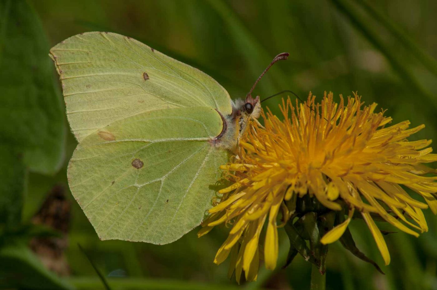 2017-05-06 - NSG Brinksknapp Recklinghausen