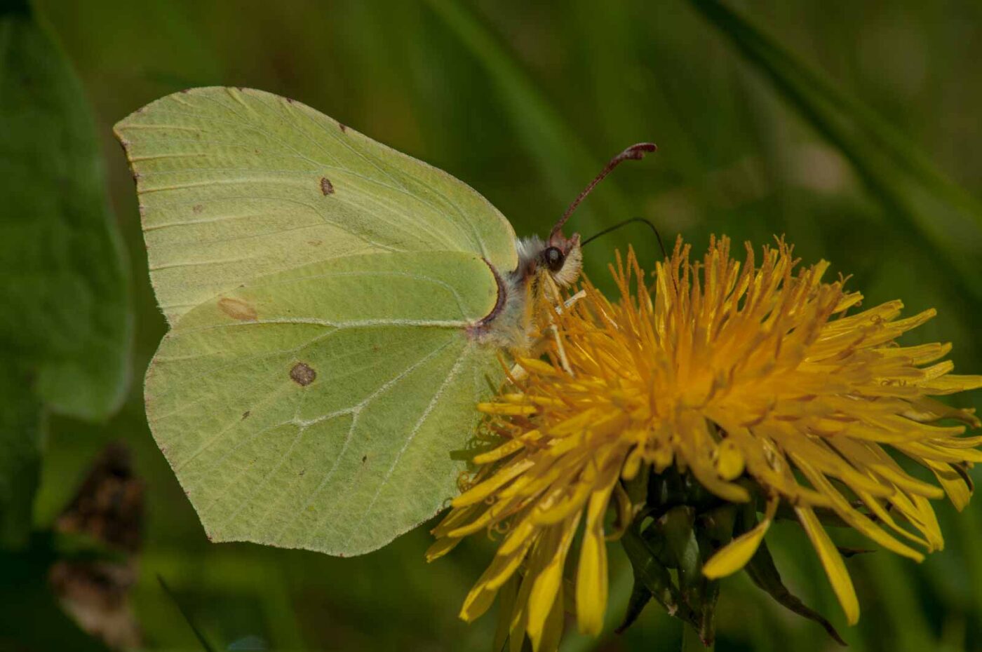 2017-05-06 - NSG Brinksknapp Recklinghausen