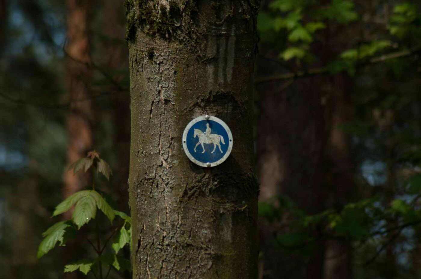 2017-05-06 - NSG Brinksknapp Recklinghausen