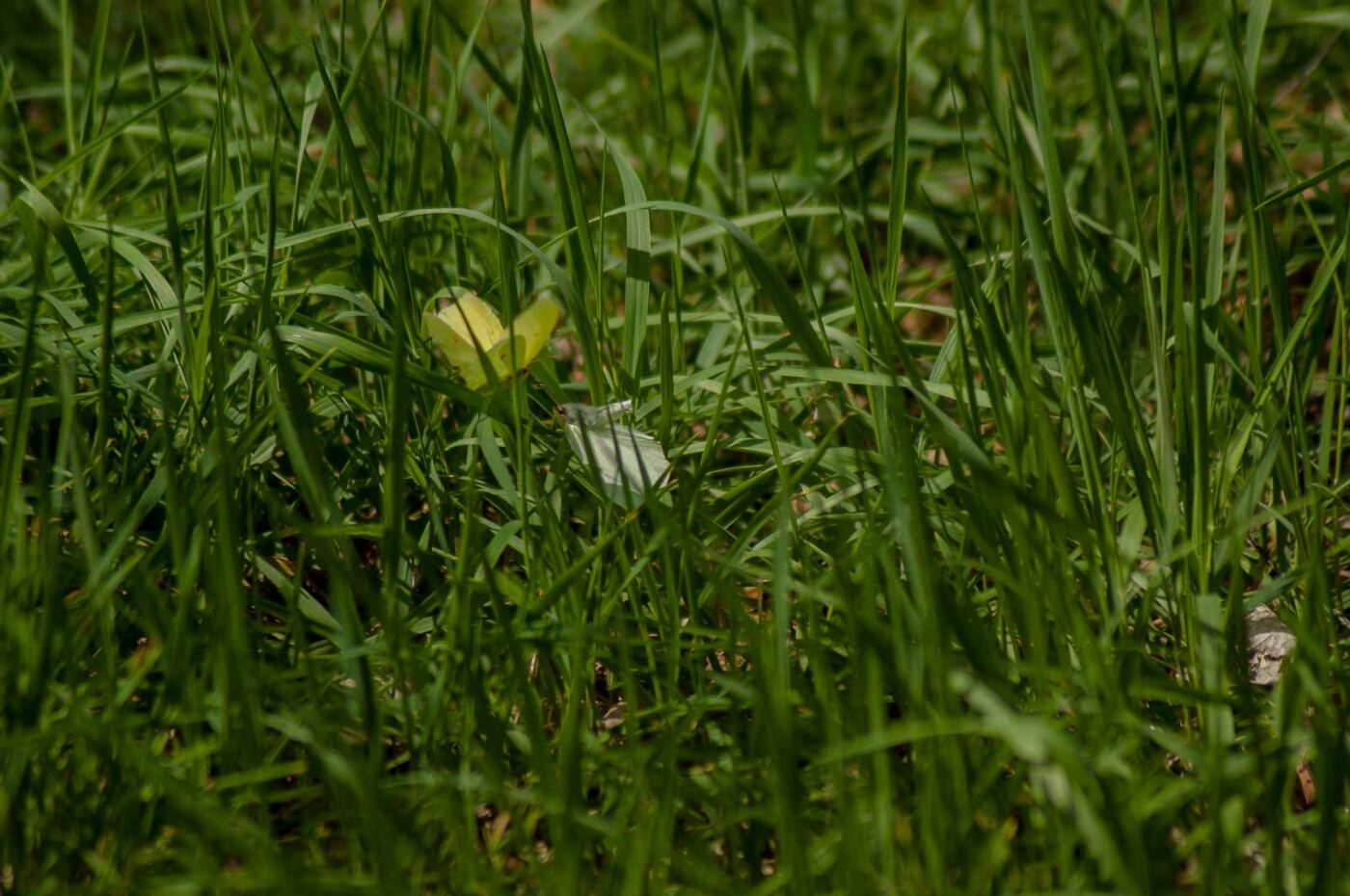 2017-05-06 - NSG Brinksknapp Recklinghausen