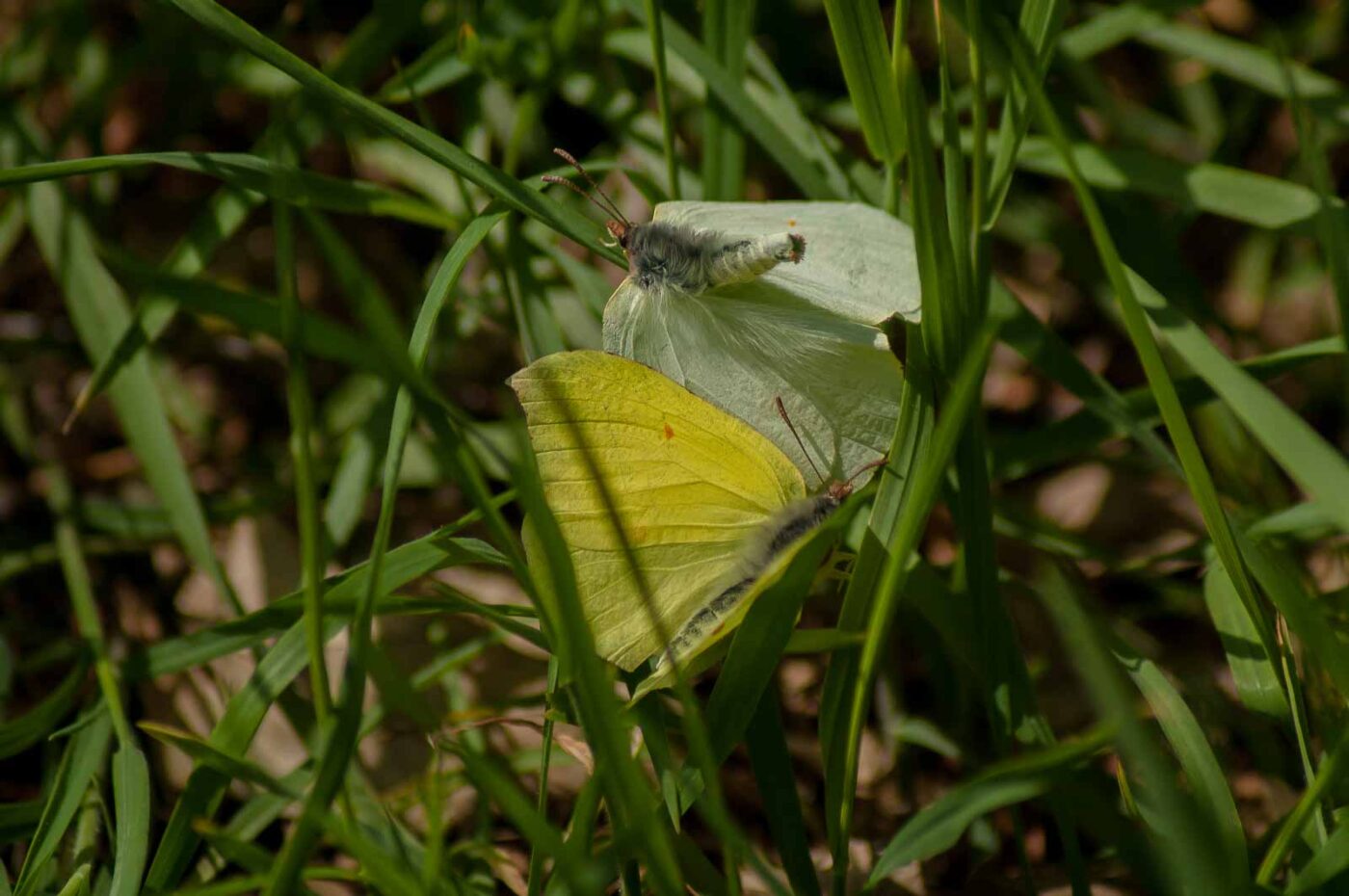 2017-05-06 - NSG Brinksknapp Recklinghausen