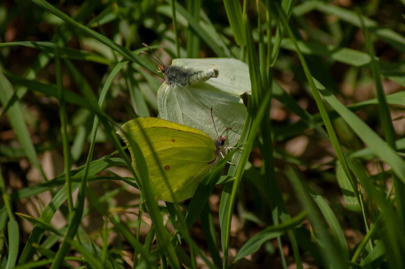 2017-05-06 - NSG Brinksknapp Recklinghausen