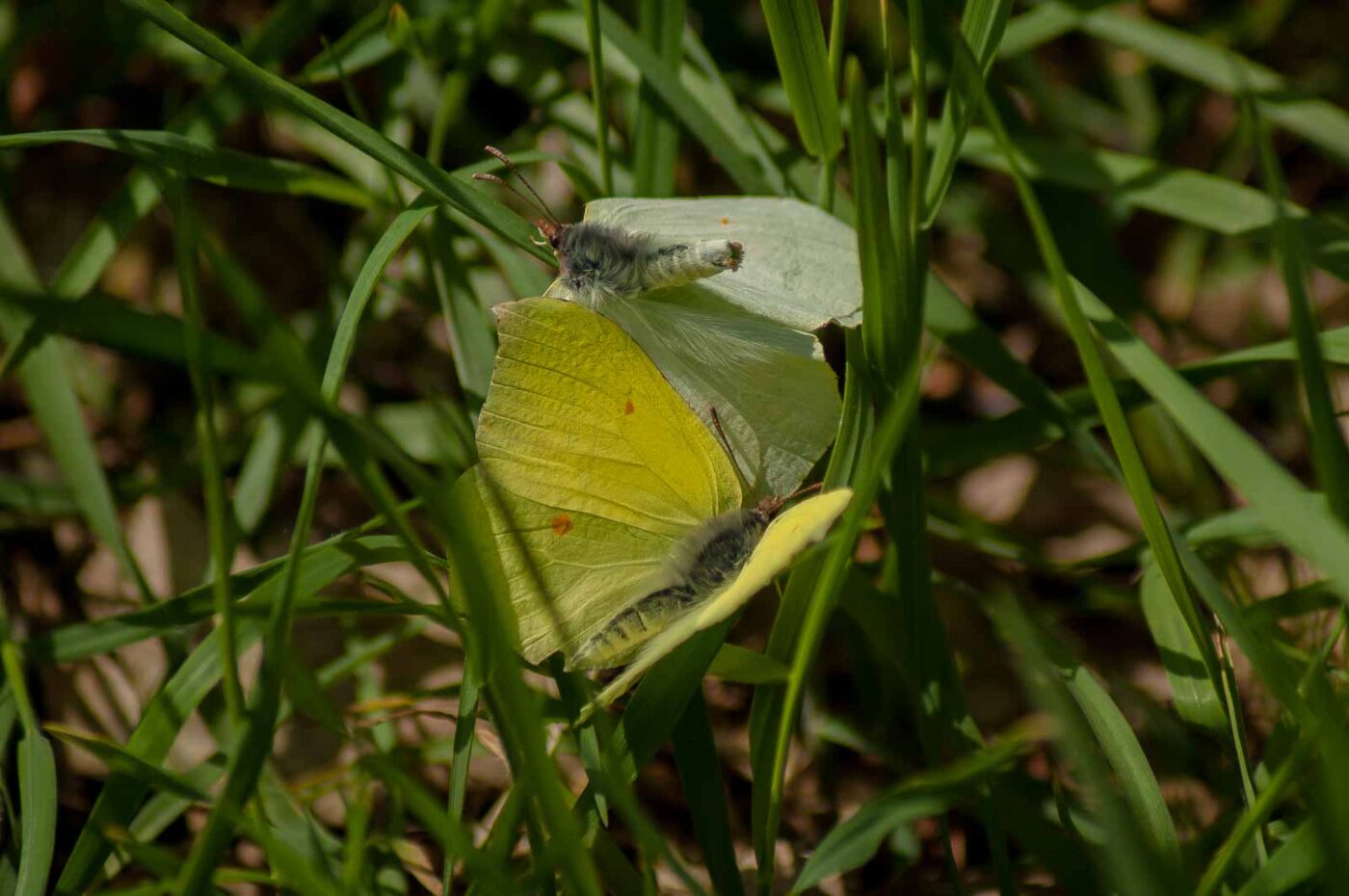 2017-05-06 - NSG Brinksknapp Recklinghausen