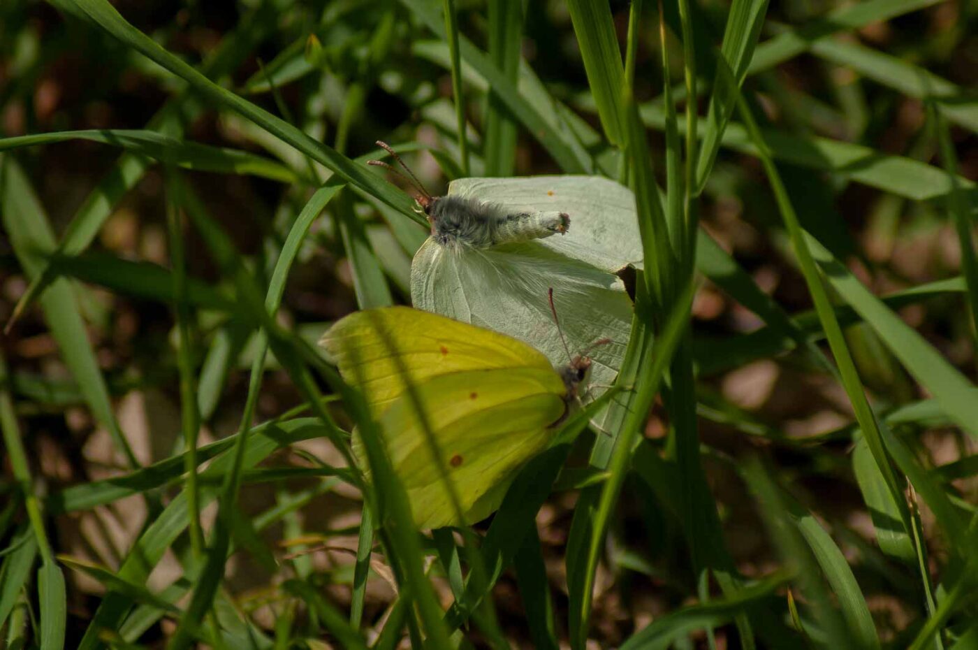 2017-05-06 - NSG Brinksknapp Recklinghausen