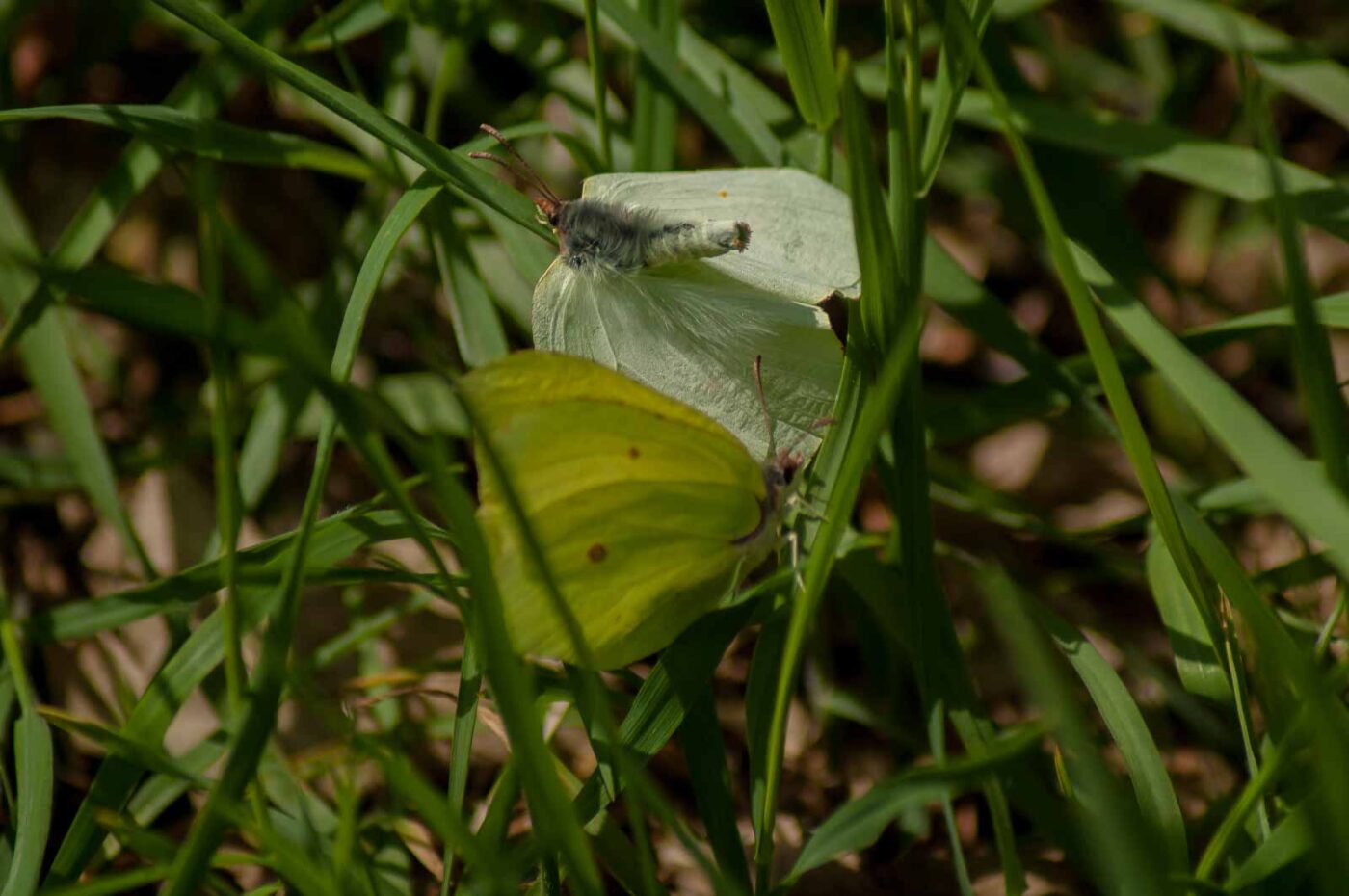 2017-05-06 - NSG Brinksknapp Recklinghausen