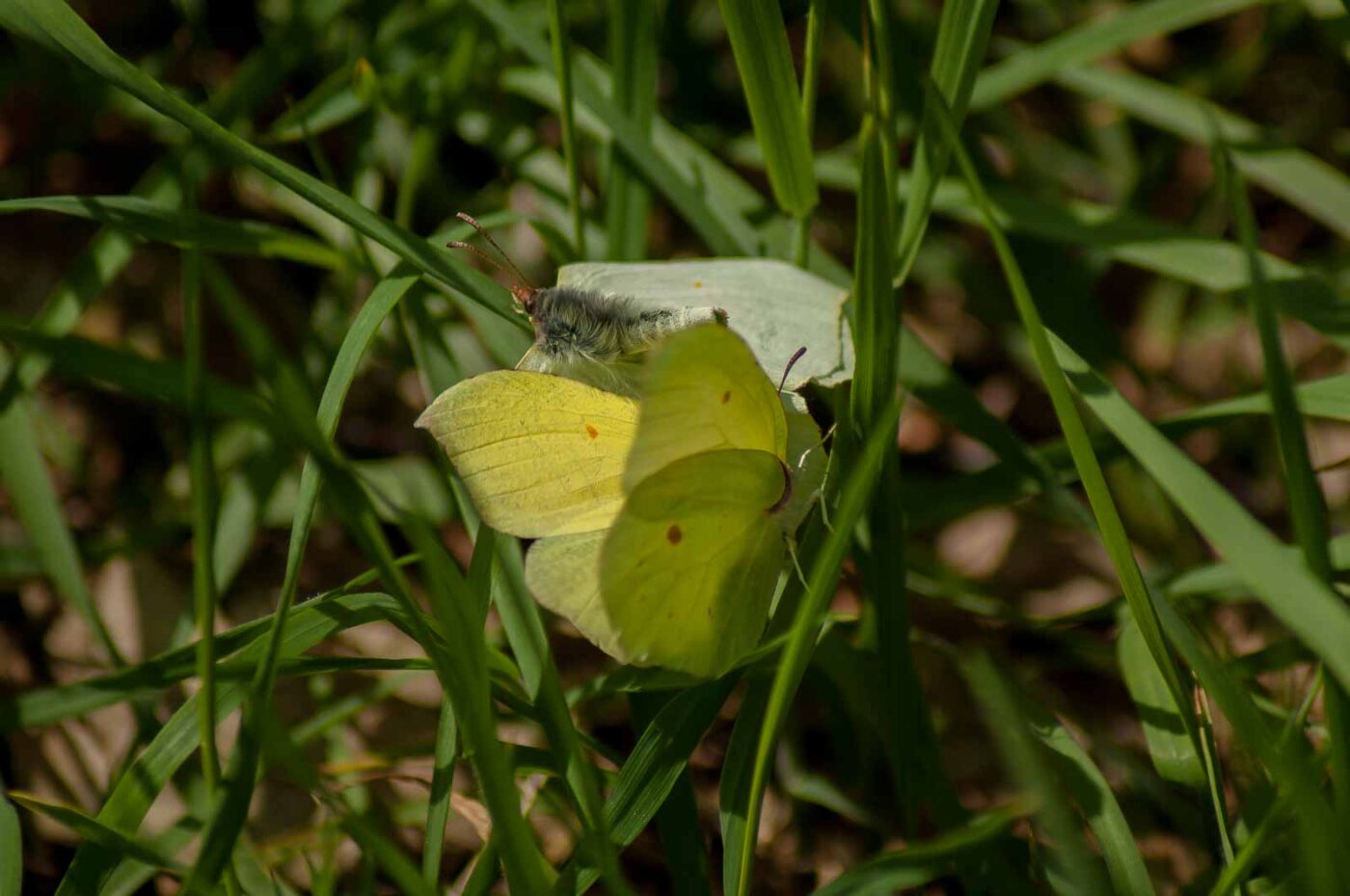 2017-05-06 - NSG Brinksknapp Recklinghausen