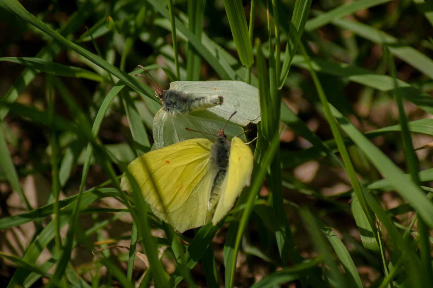 2017-05-06 - NSG Brinksknapp Recklinghausen