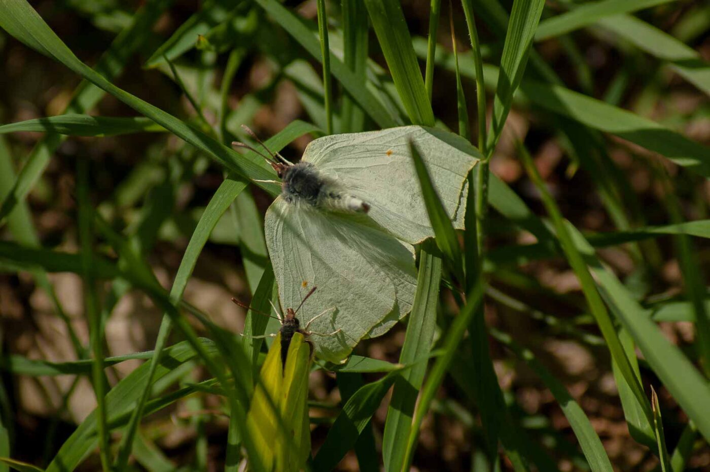 2017-05-06 - NSG Brinksknapp Recklinghausen
