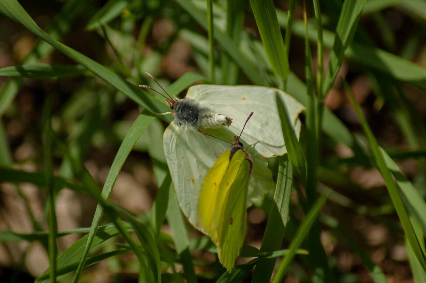 2017-05-06 - NSG Brinksknapp Recklinghausen