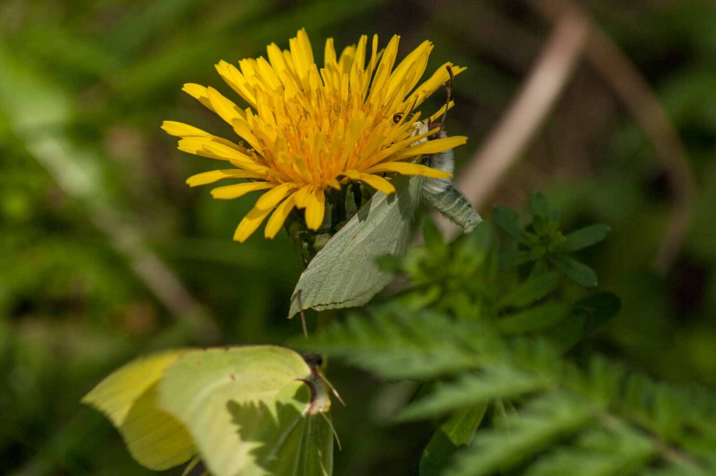 2017-05-06 - NSG Brinksknapp Recklinghausen