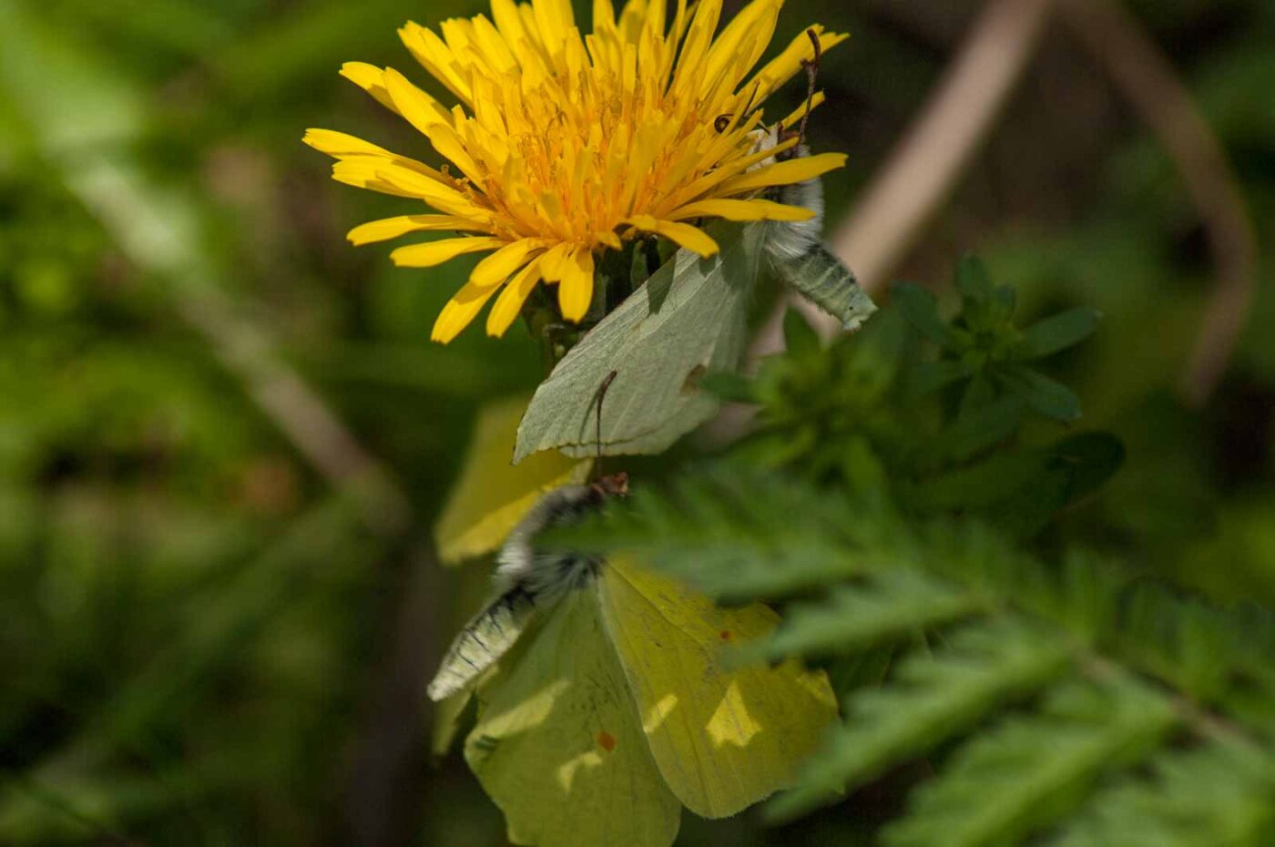 2017-05-06 - NSG Brinksknapp Recklinghausen