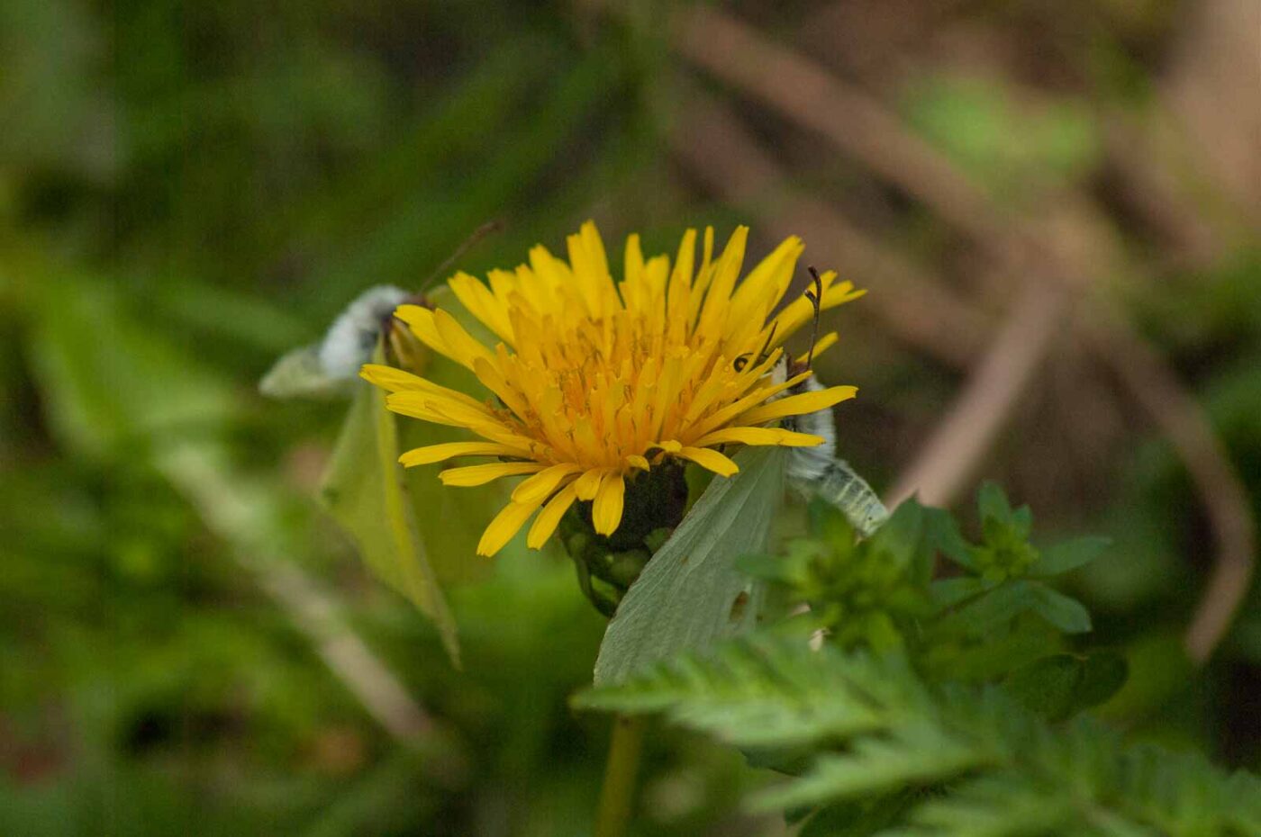 2017-05-06 - NSG Brinksknapp Recklinghausen