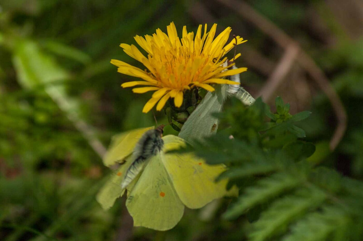 2017-05-06 - NSG Brinksknapp Recklinghausen