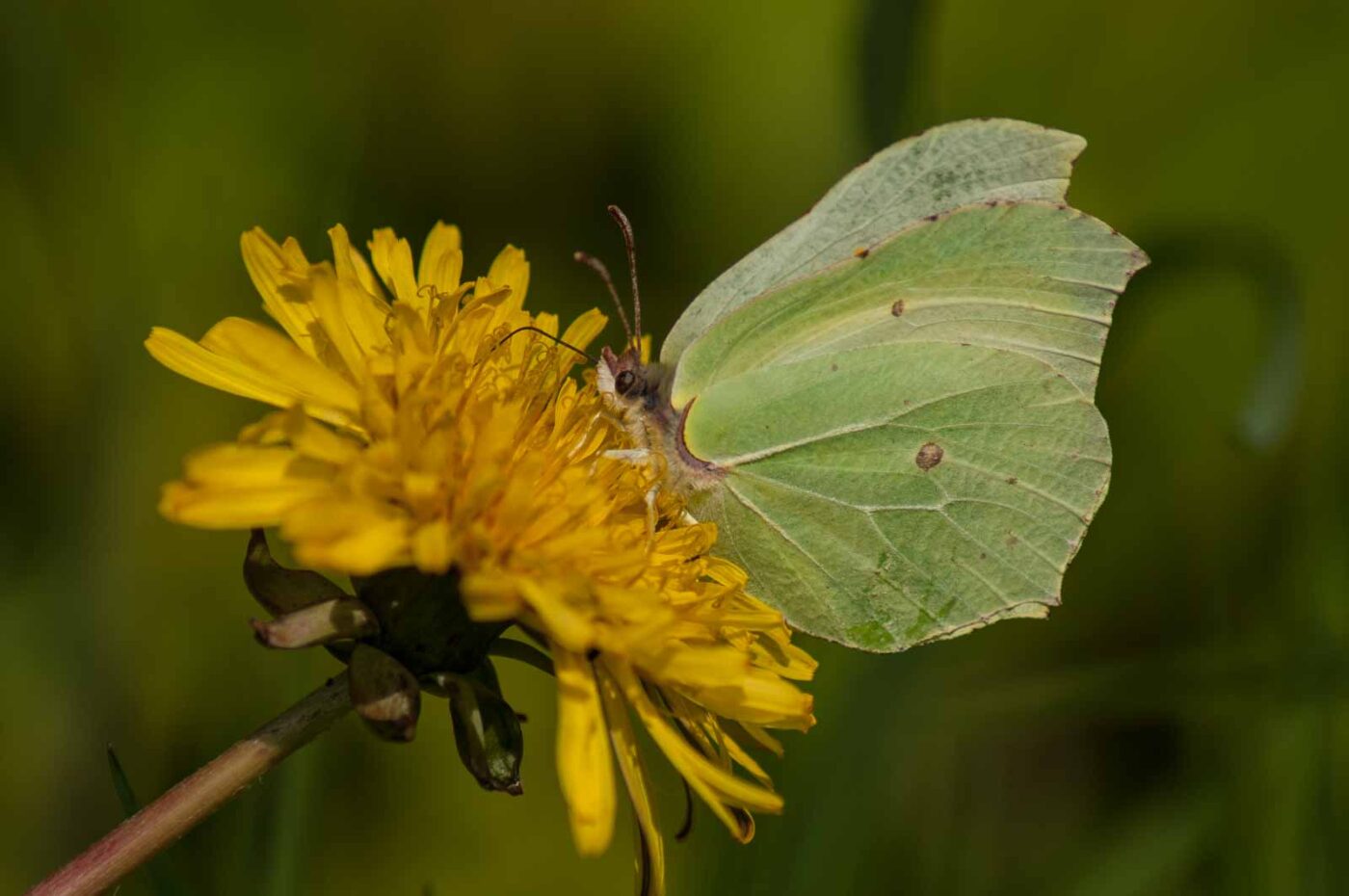 2017-05-06 - NSG Brinksknapp Recklinghausen