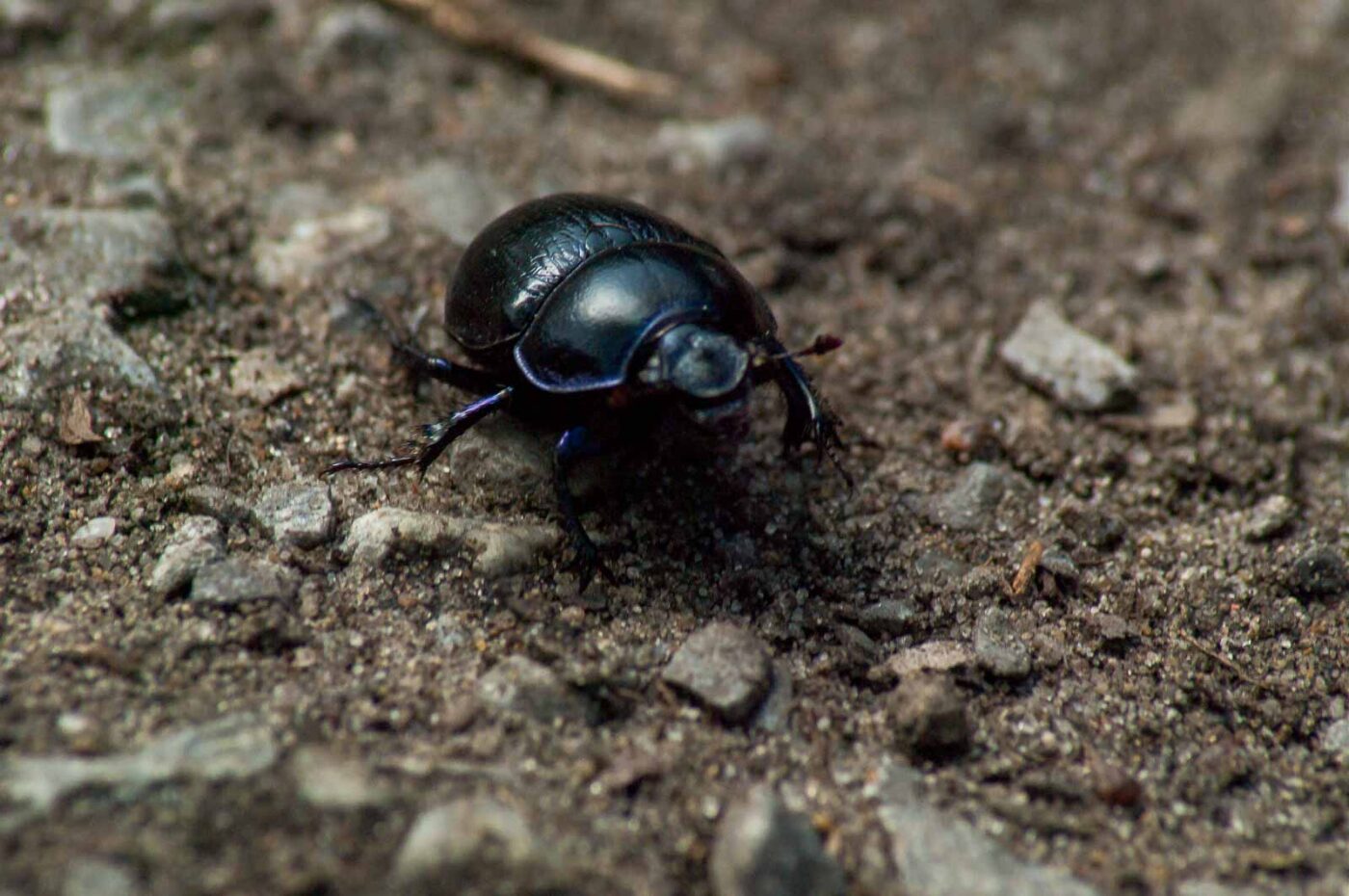 2017-05-06 - NSG Brinksknapp Recklinghausen