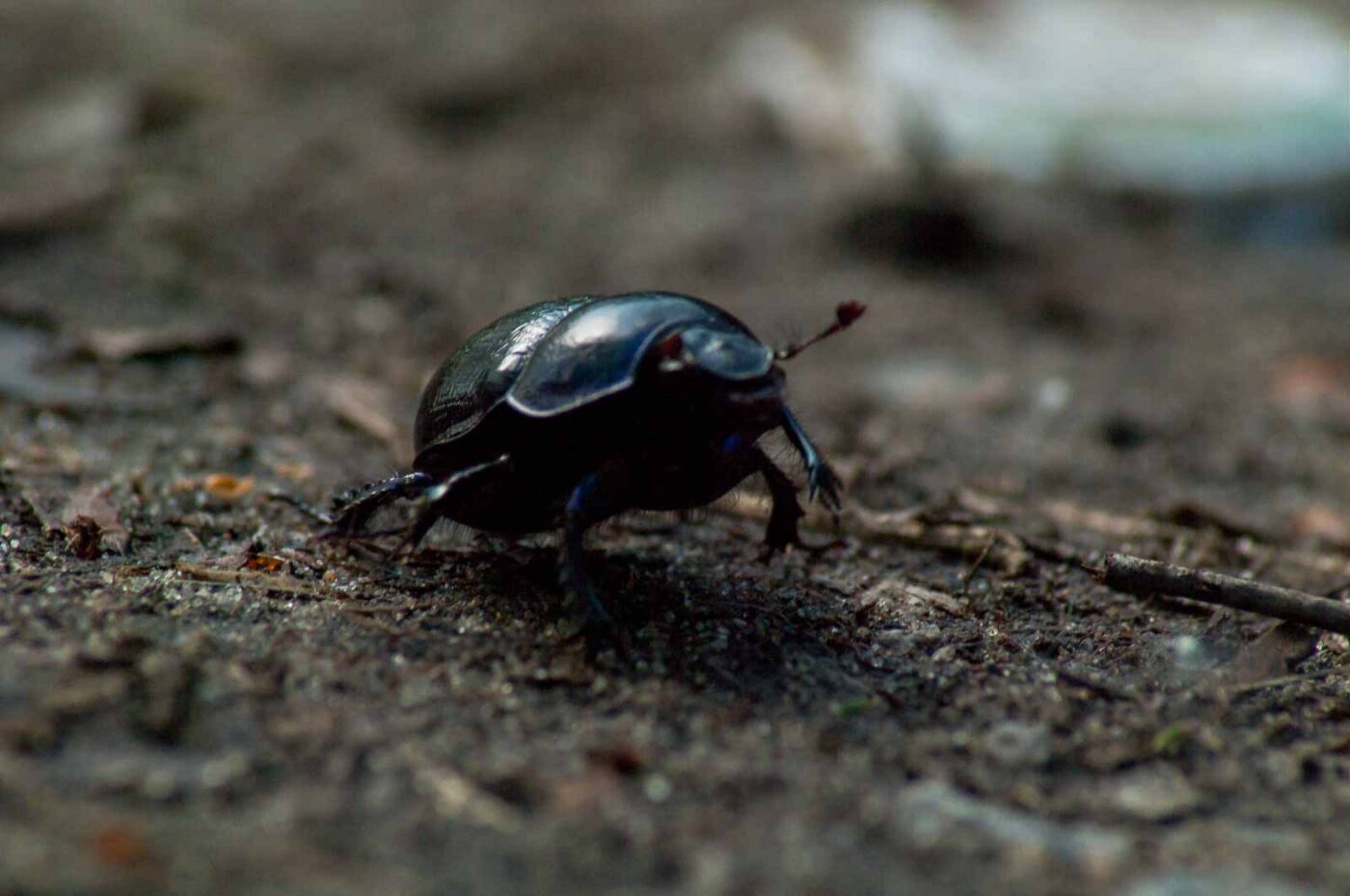 2017-05-06 - NSG Brinksknapp Recklinghausen