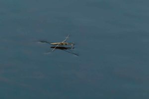 2017-05-06 - NSG Brinksknapp Recklinghausen