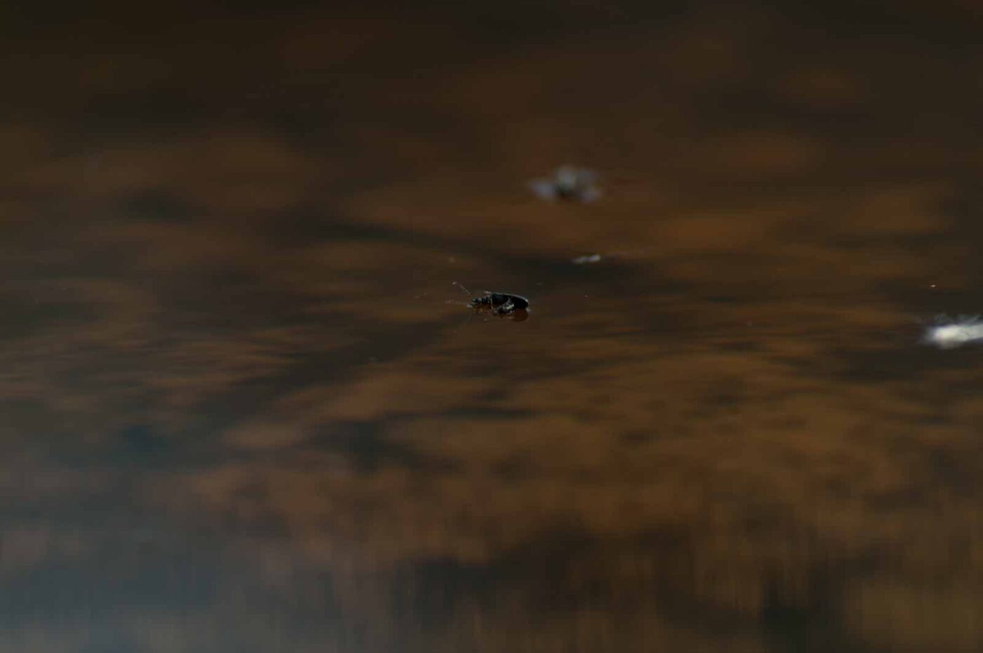 2017-05-06 - NSG Brinksknapp Recklinghausen