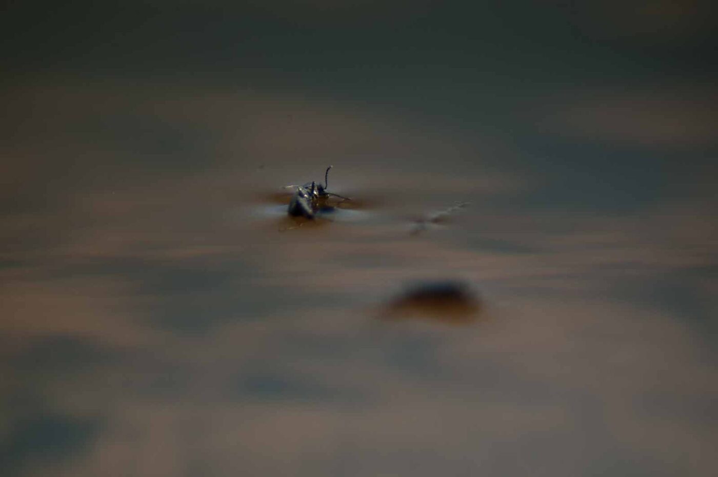 2017-05-06 - NSG Brinksknapp Recklinghausen