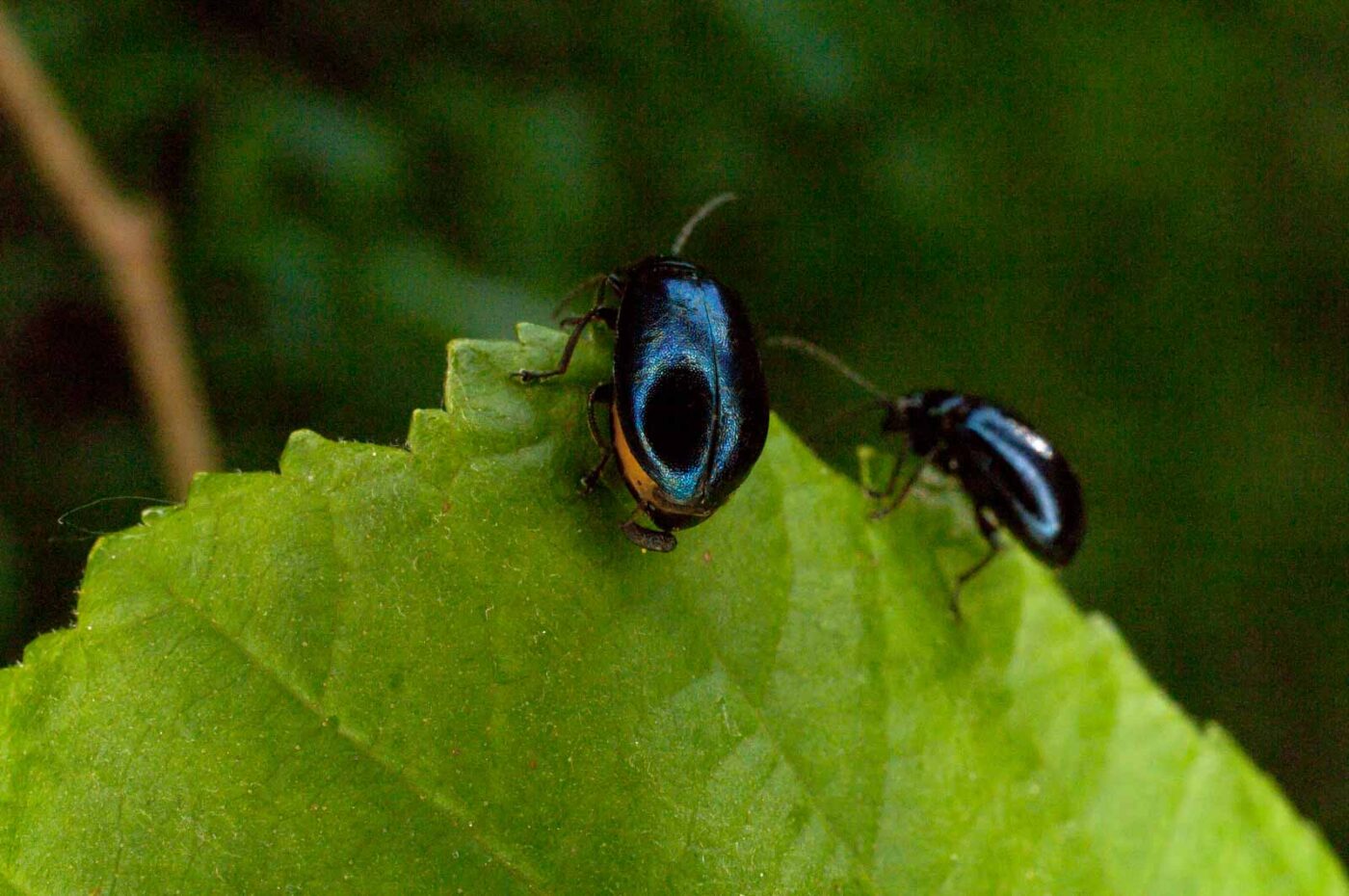 2017-05-06 - NSG Brinksknapp Recklinghausen