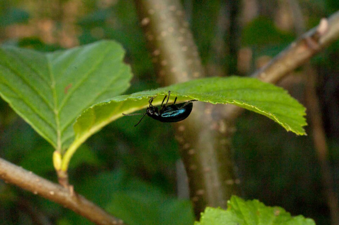 2017-05-06 - NSG Brinksknapp Recklinghausen