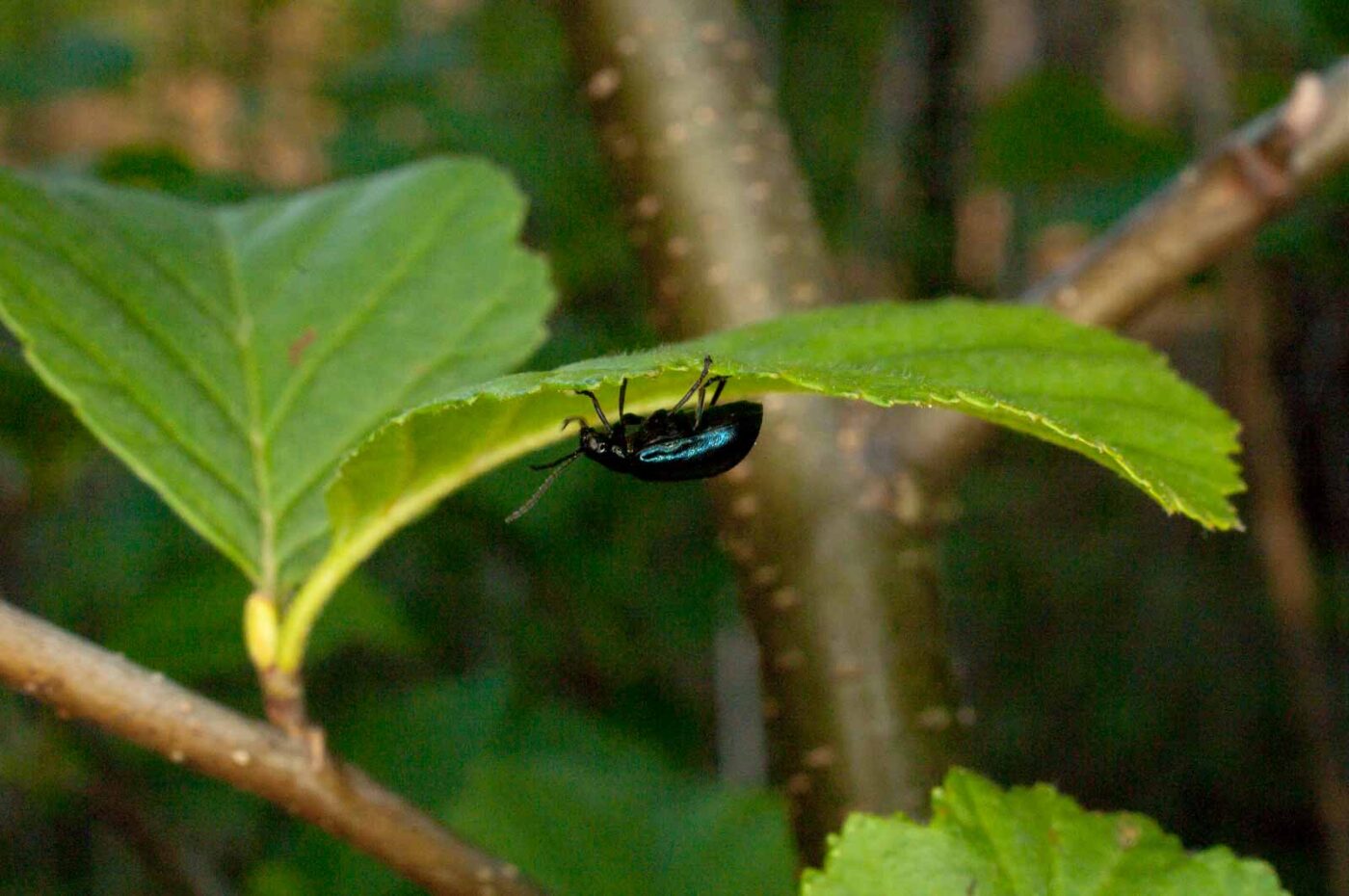 2017-05-06 - NSG Brinksknapp Recklinghausen