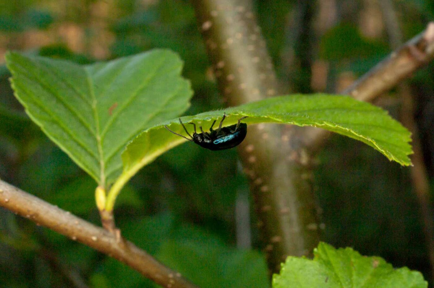 2017-05-06 - NSG Brinksknapp Recklinghausen